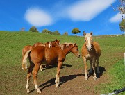 MONTE GIOCO (1366 m) da Spettino Alto in solitaria-13ott26-FOTOGALLERY